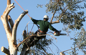 Man Removing a Tree